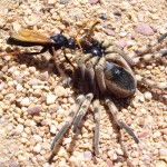 Vogelgat_hermanus_hiking_002010jpg