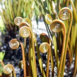 Vogelgat_hermanus_hiking_002013jpg