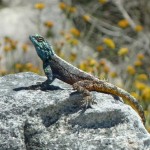 Vogelgat_hermanus_hiking_002018jpg