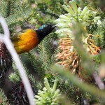 Vogelgat_hermanus_hiking_002019jpg