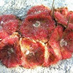 Vogelgat_hermanus_hiking_002020jpg