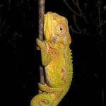 Vogelgat_hermanus_hiking_002021jpg