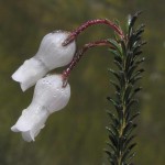 Vogelgat_hermanus_hiking_002022jpg