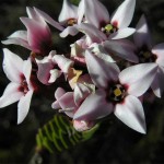 Vogelgat_hermanus_hiking_002024jpg