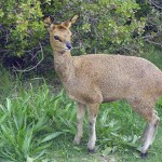 Vogelgat_hermanus_hiking_002025jpg