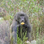 Vogelgat_hermanus_hiking_002026jpg