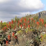 Vogelgat_hermanus_hiking_00202jpg