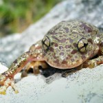 Vogelgat_hermanus_hiking_00208jpg